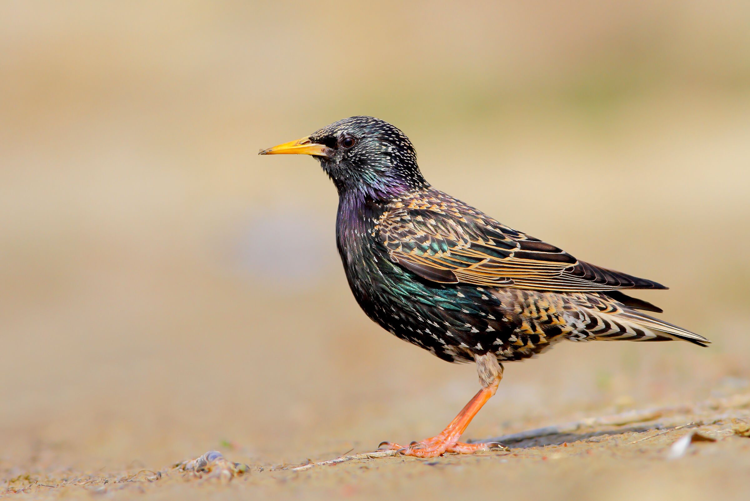 Starling