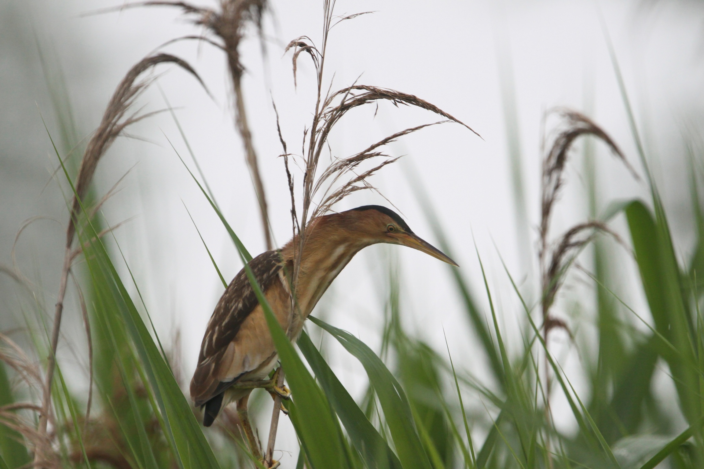 Bittern