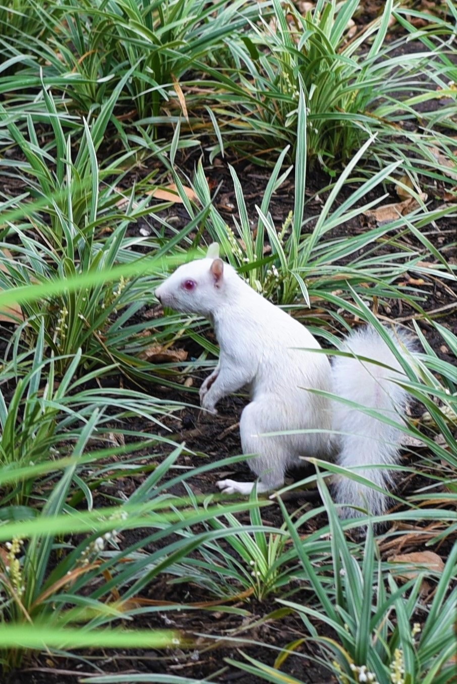 Scoiattolo albino, Cape Town
