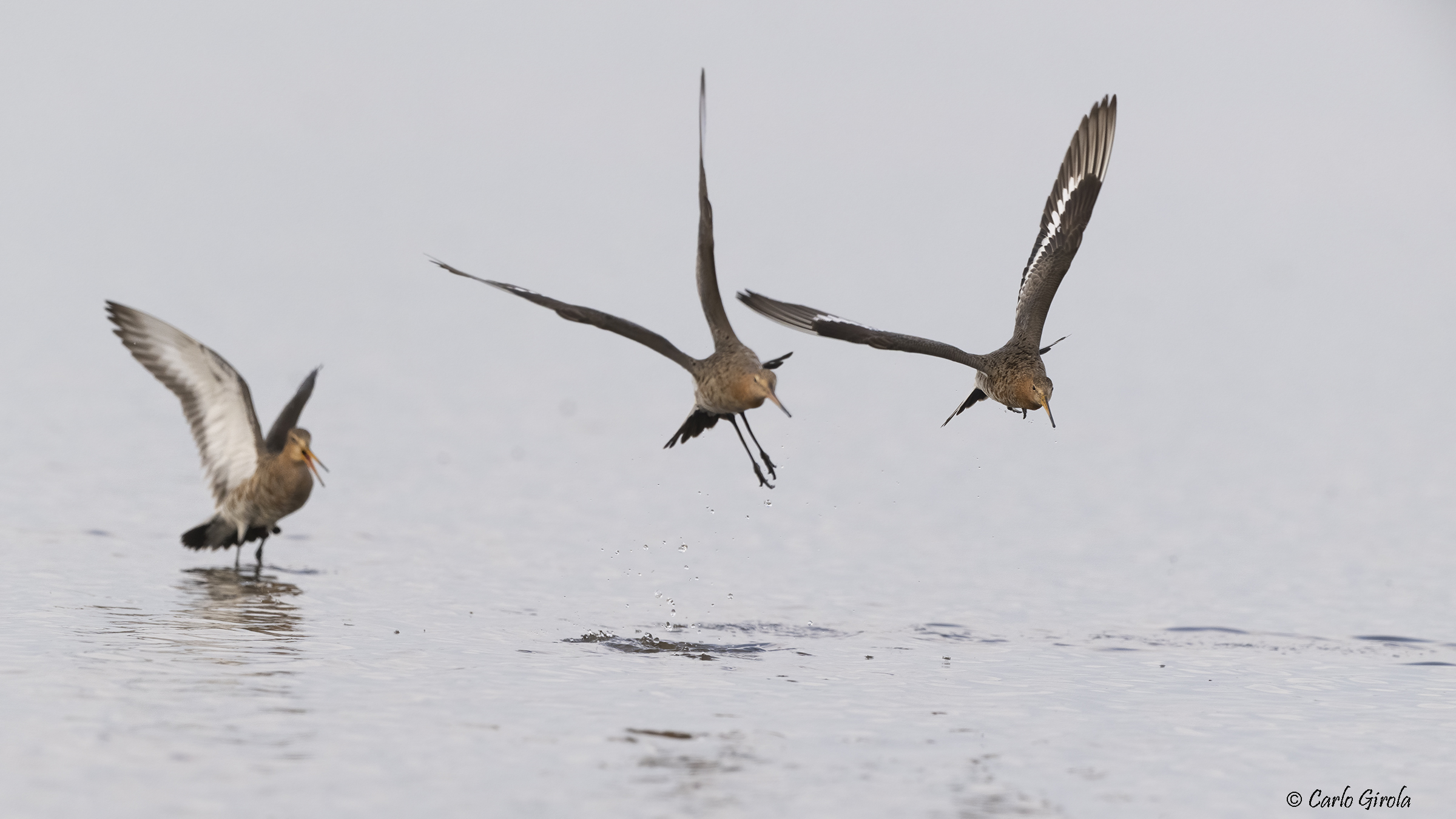Pittima reale (Limosa limosa)