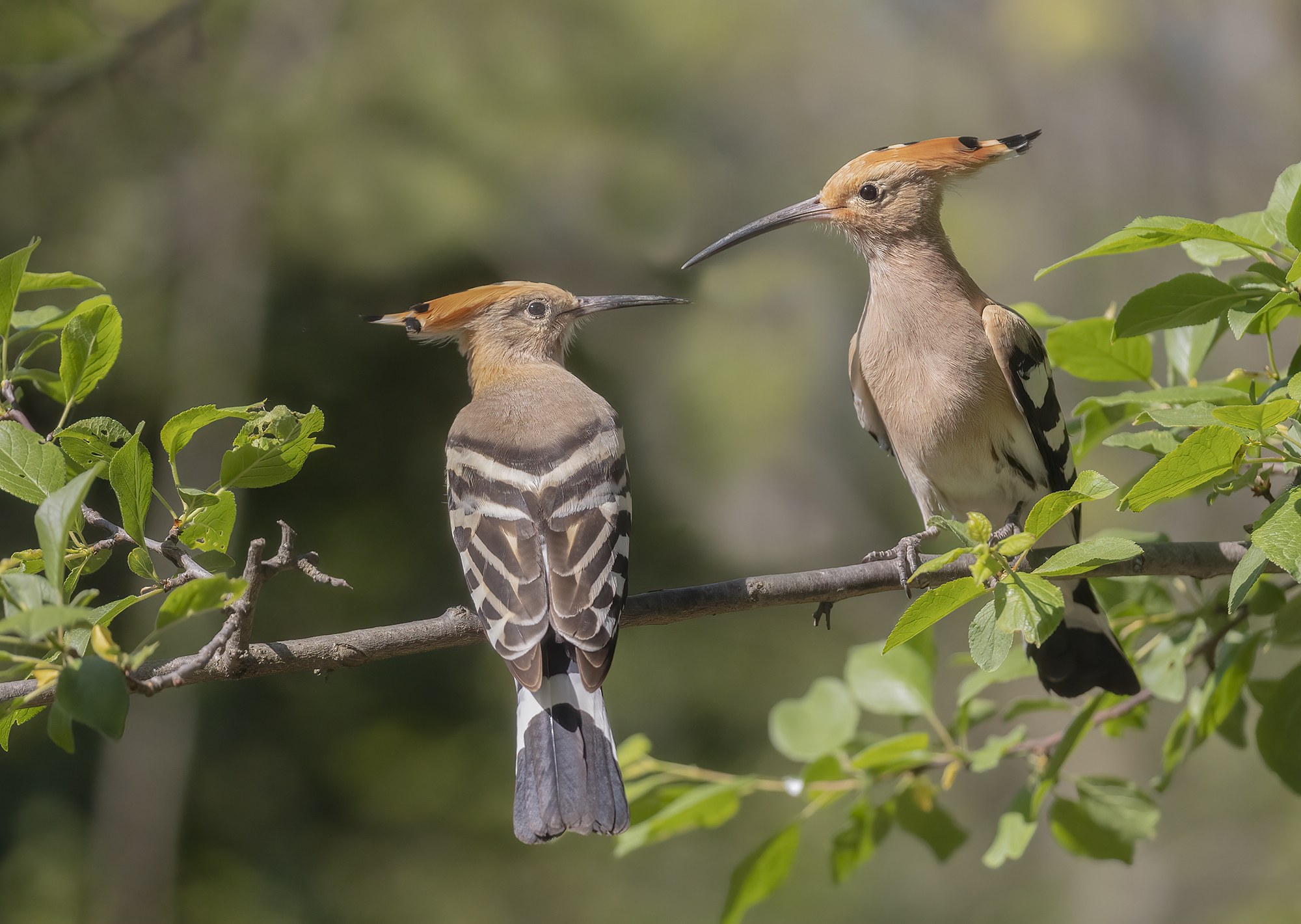 sguardo d'intesa, upupe