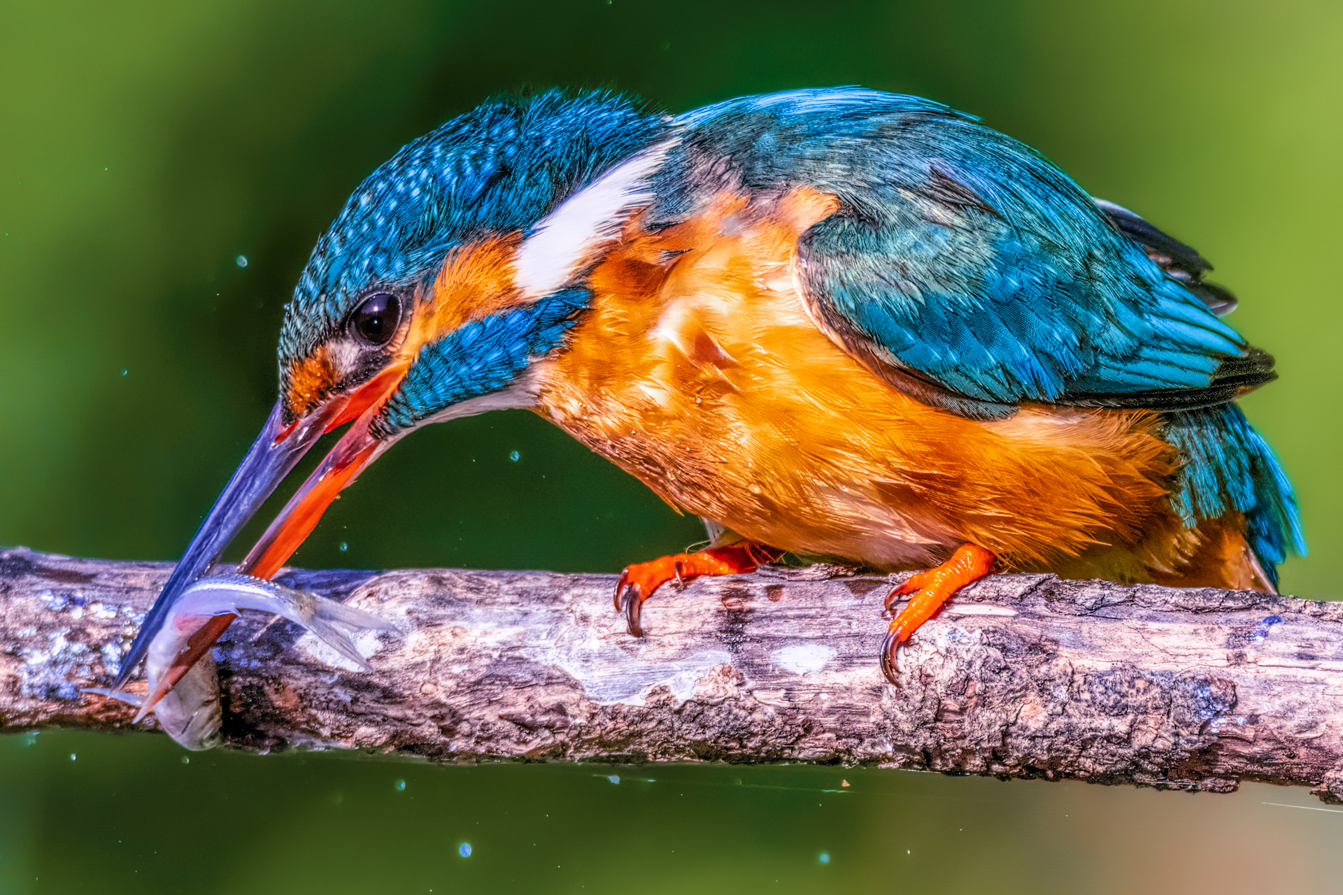 Kingfisher
