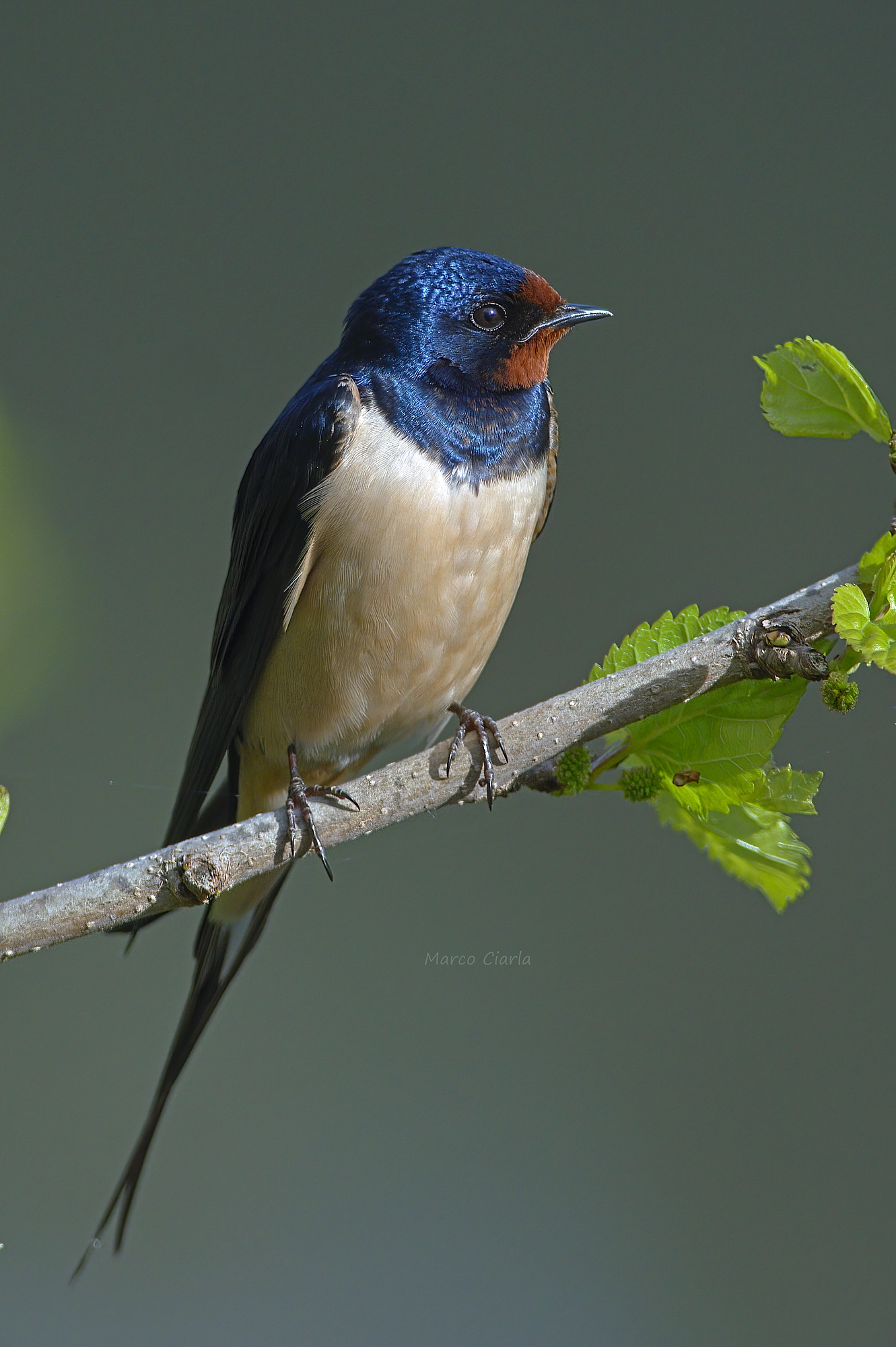 Rondine (Hirundo rustica )