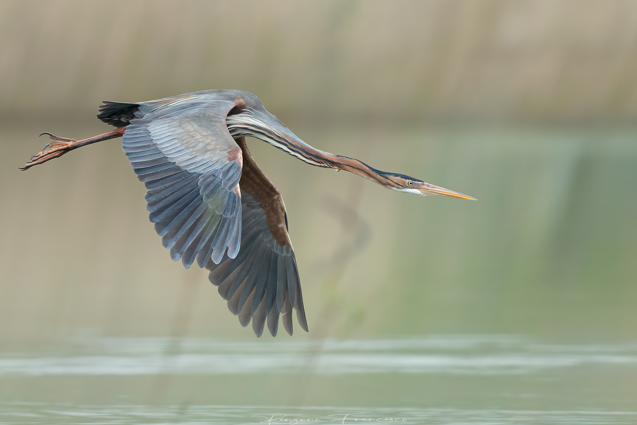 Purple heron