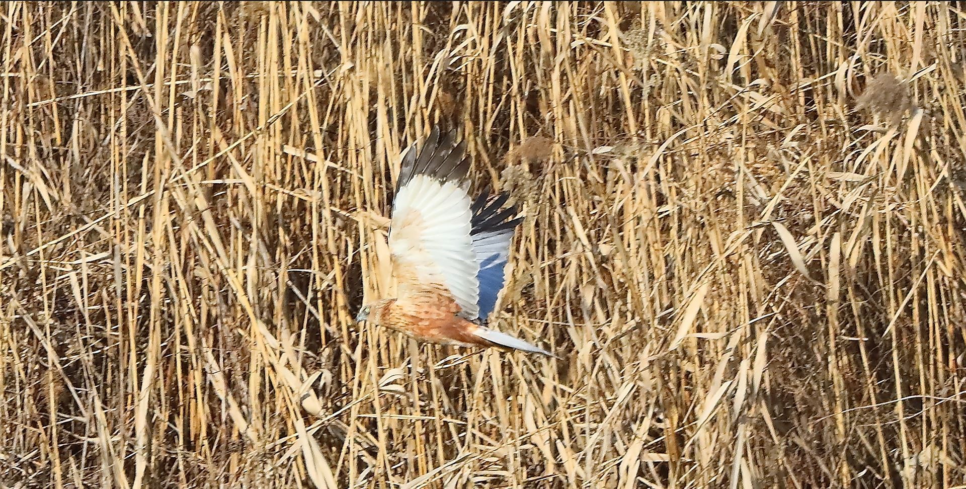 Falco di palude 03-02-2023