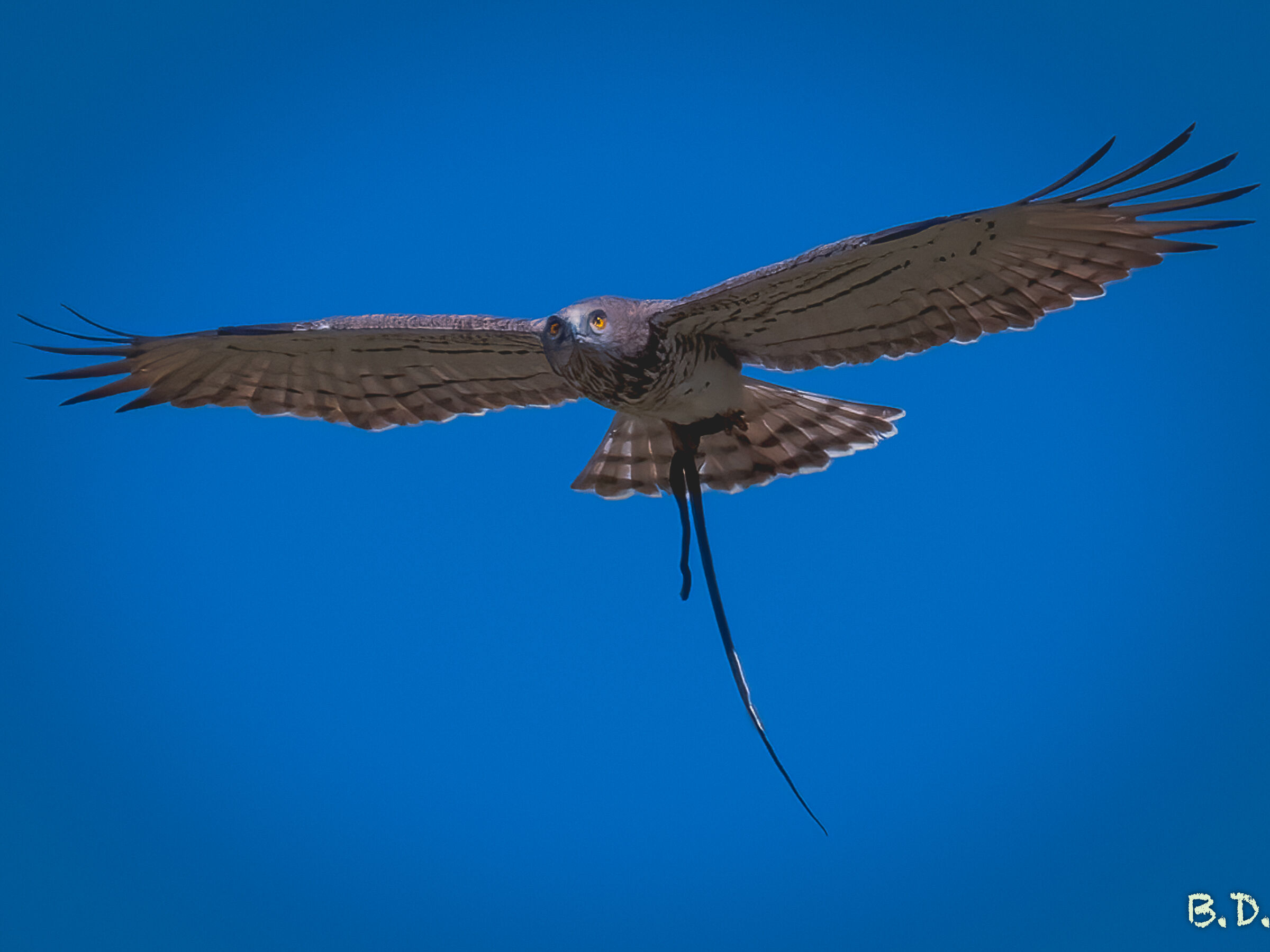 Harrier eagle