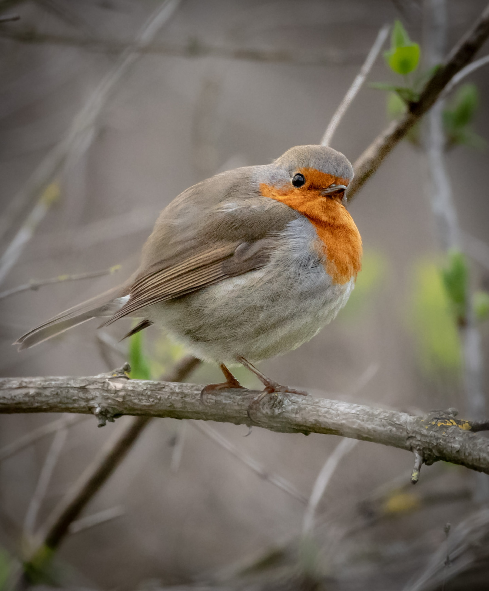 Robin