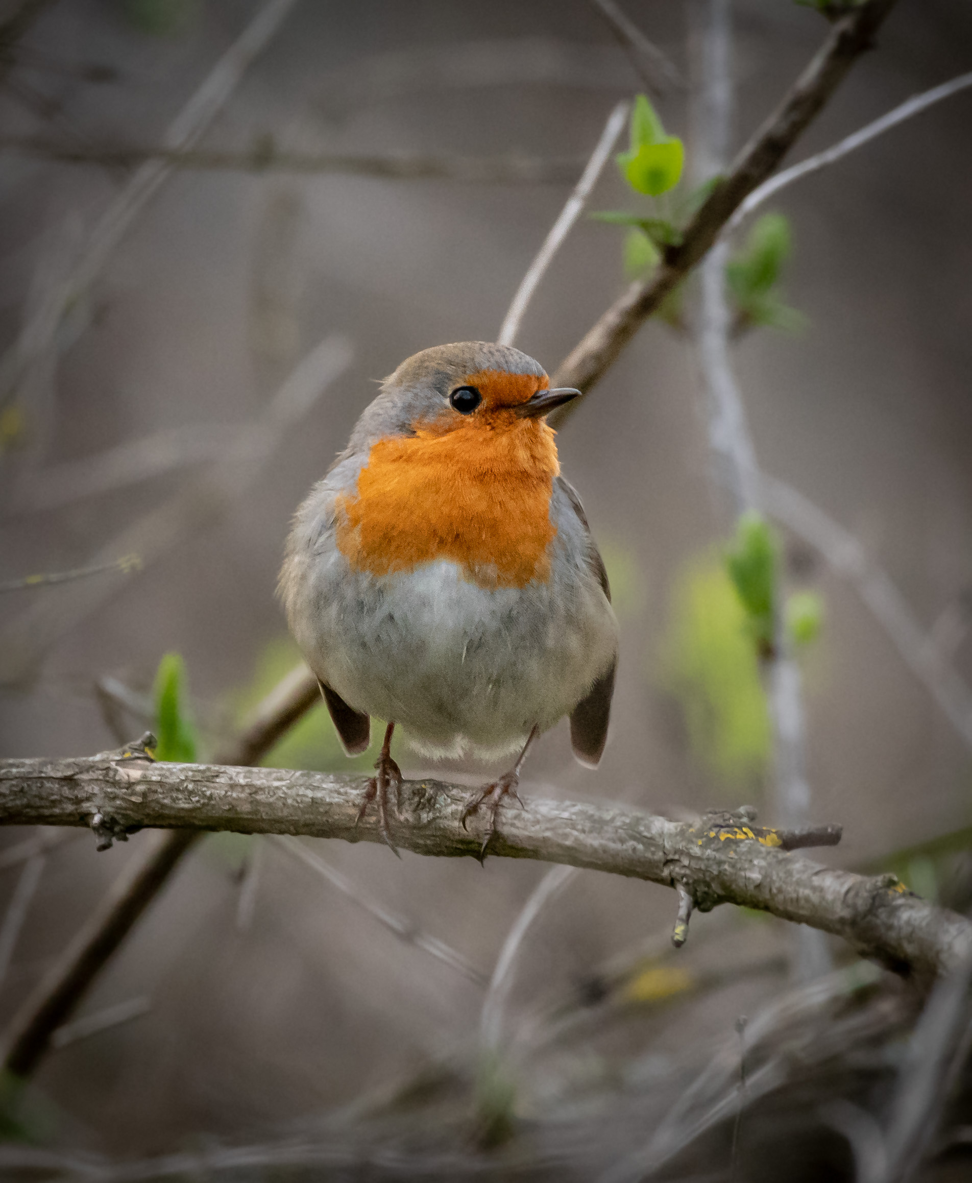 Robin
