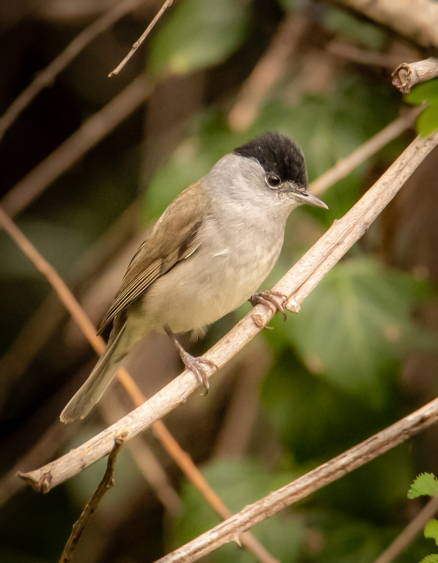 Blackcap