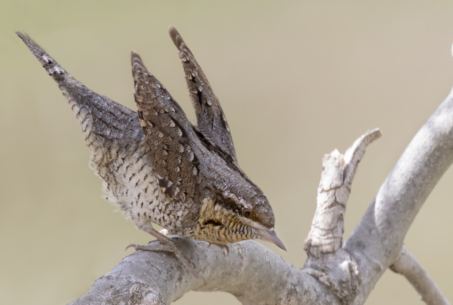 decollo del torcicollo