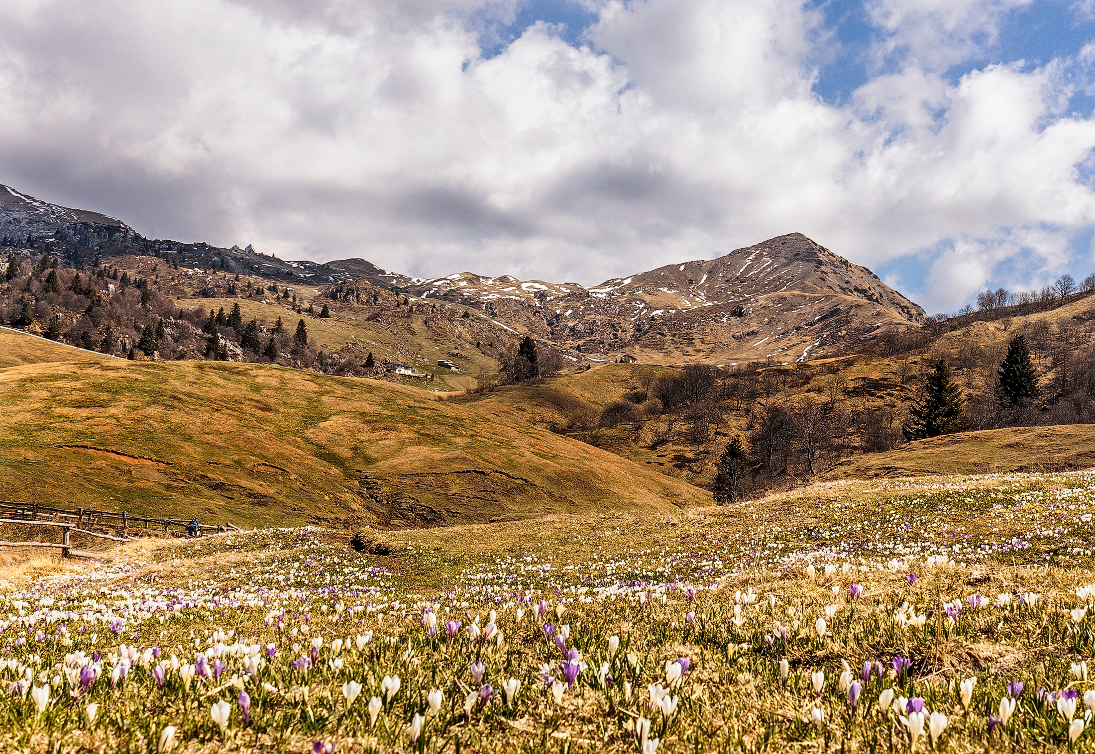 Crocus and Sodadura