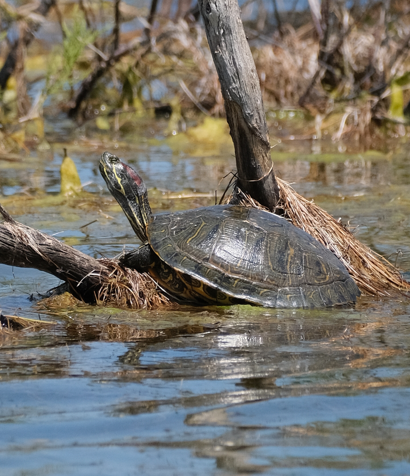 Preparation for summer tan.