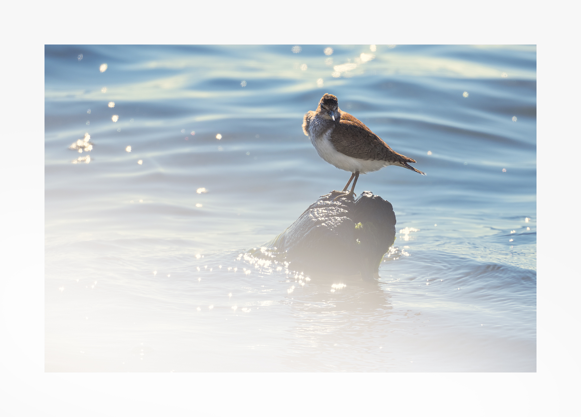Sandpiper Pyro