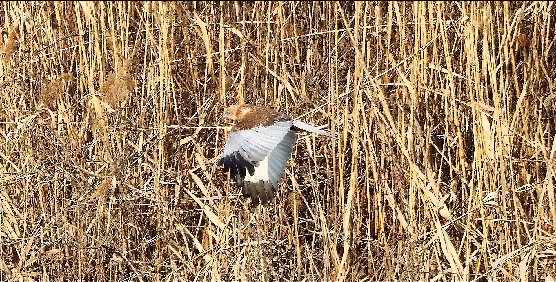 Falco di palude 03-02-2023