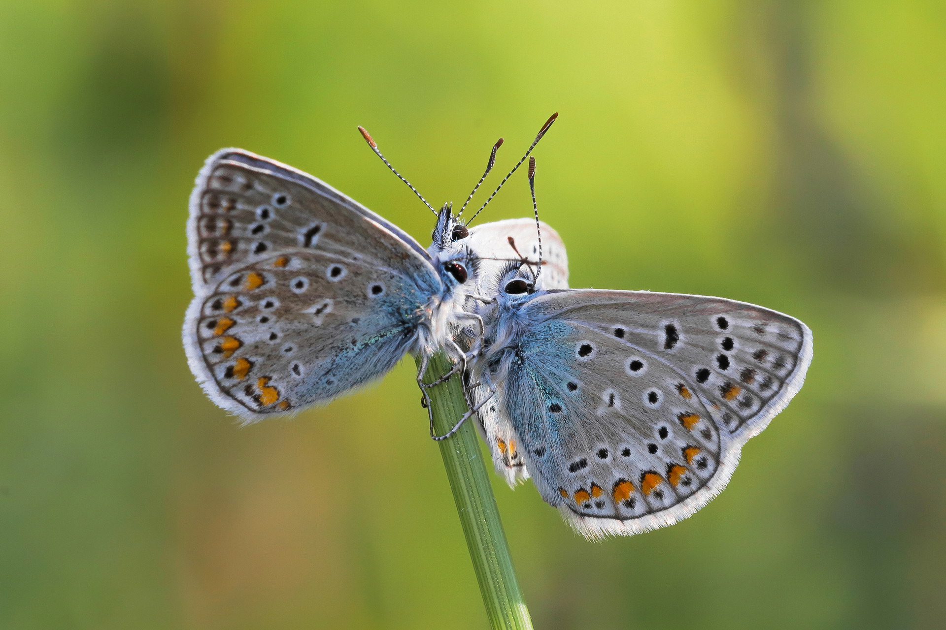 Gossip Exchange (Polyommatus icarus)