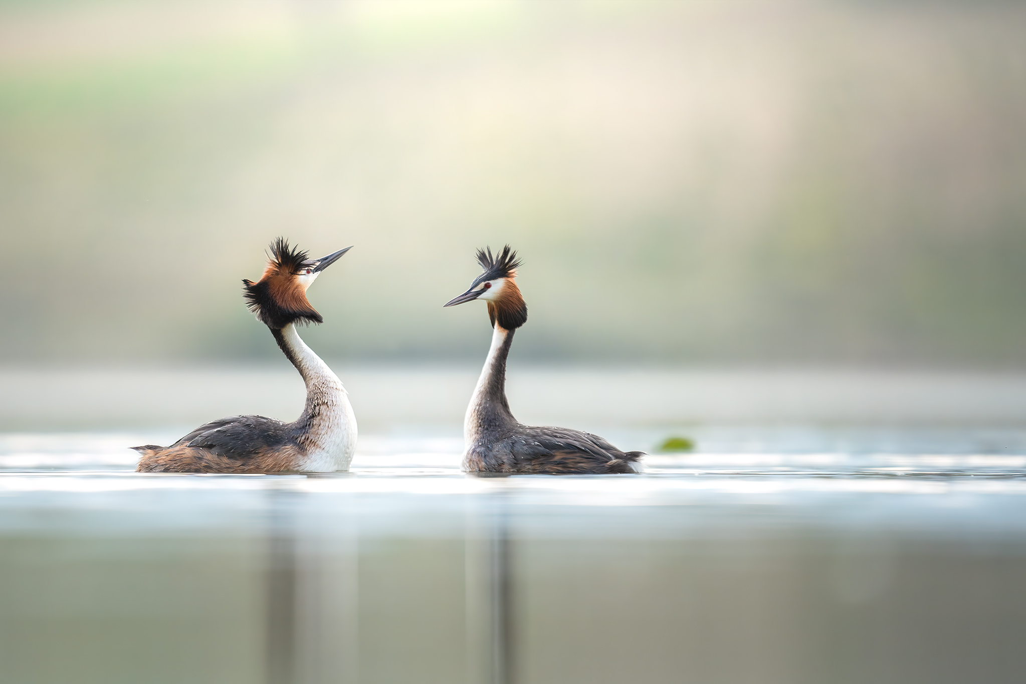 The dance of the grebe