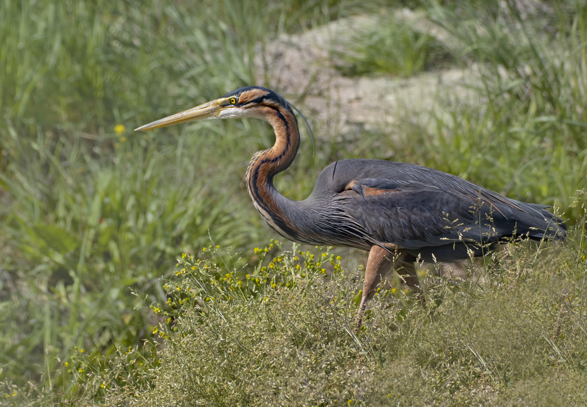 il rosso nel verde, airone rosso