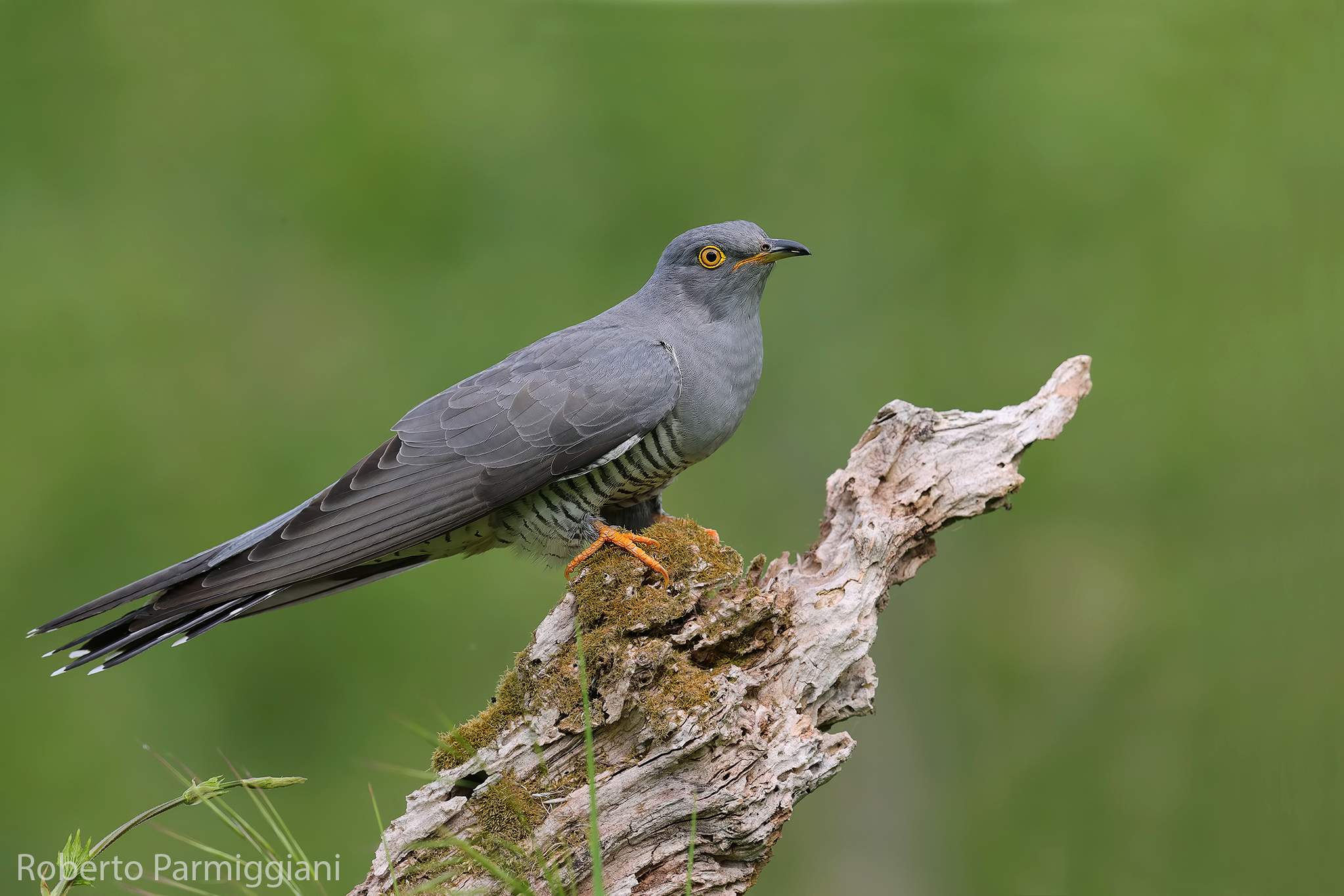 Composition with cuckoo