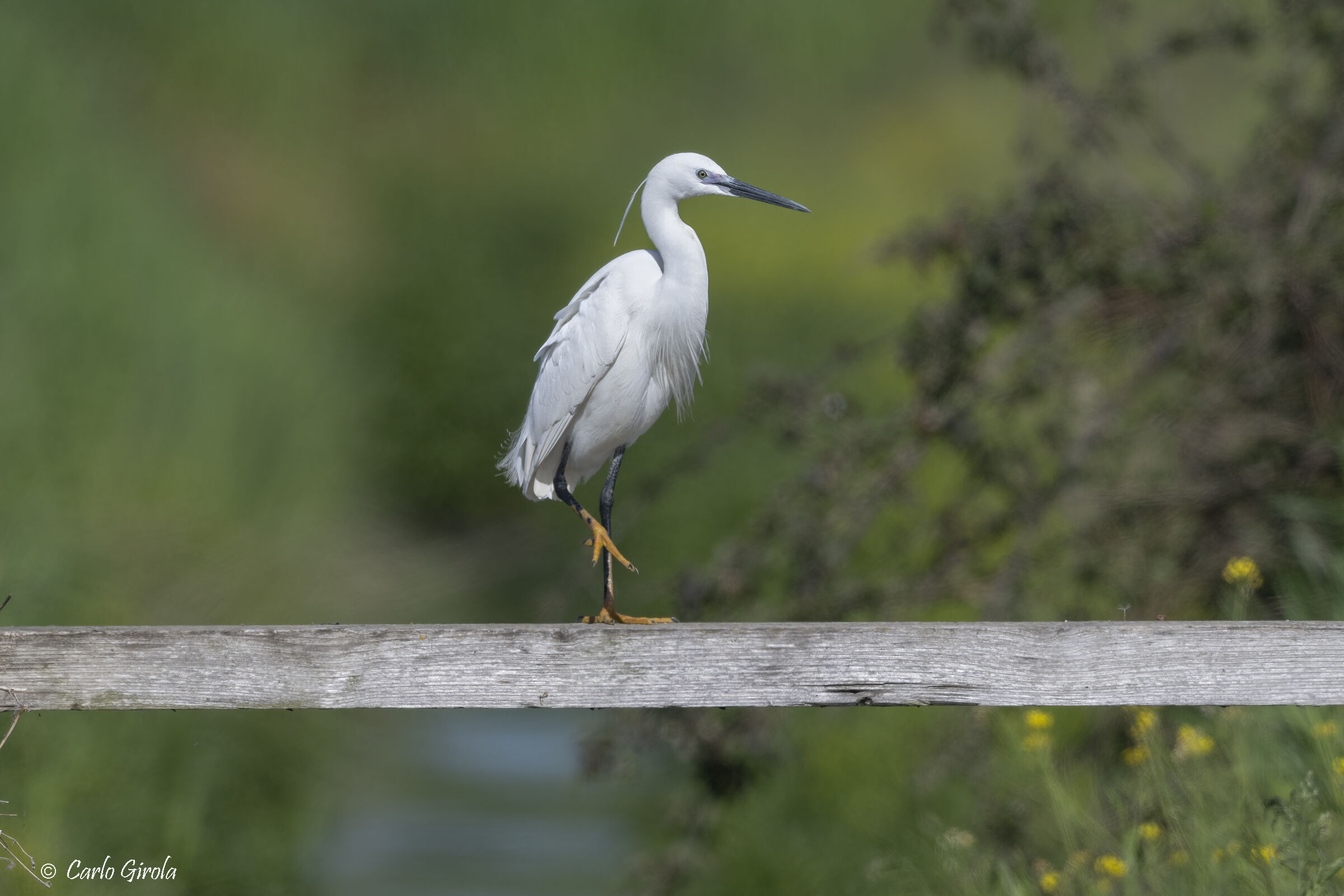 Garzetta (Egretta garzetta)