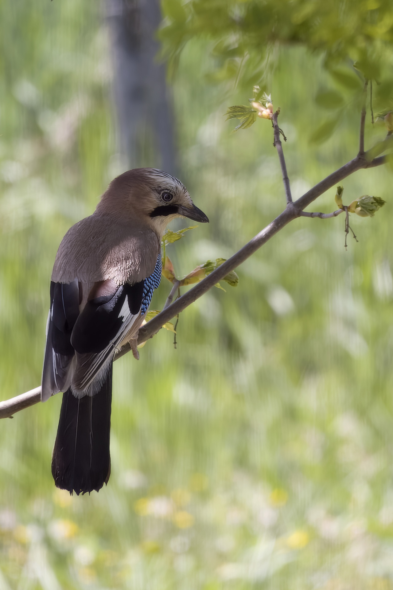 Jay