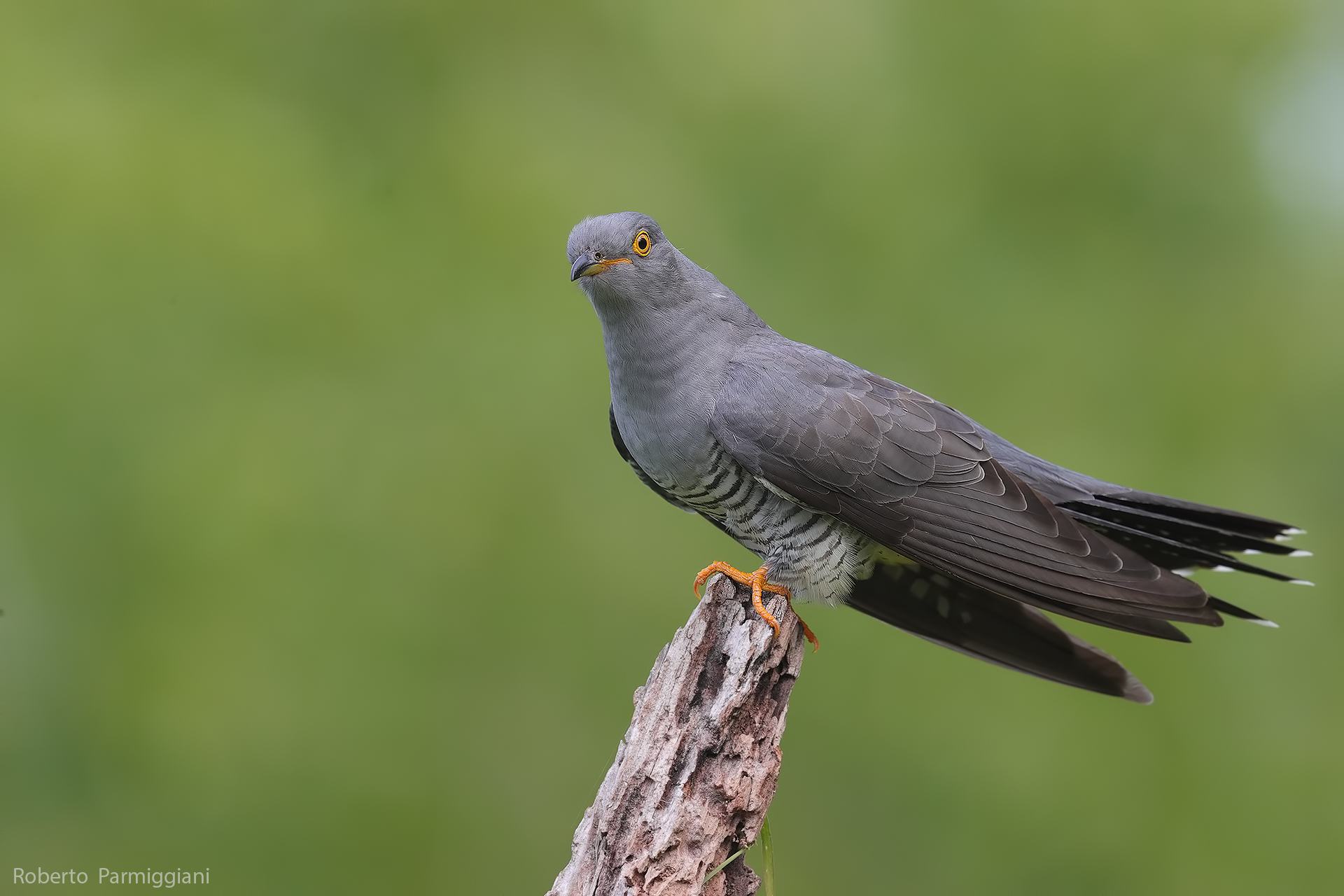 Cuckoo 2