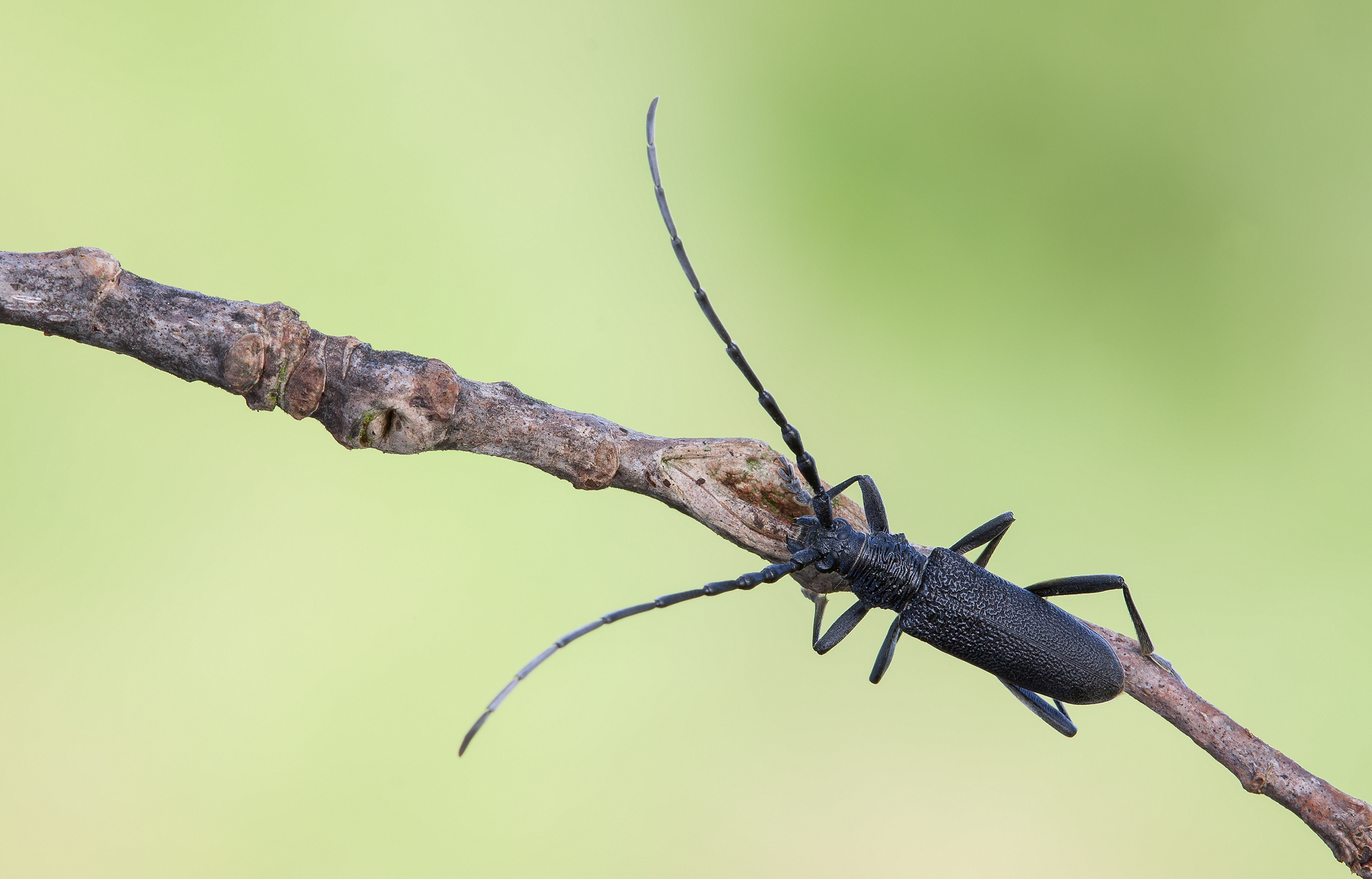Longhorn beetle
