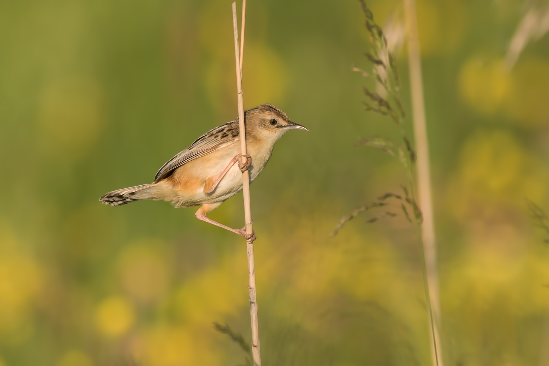 Spring snipe "Parmense"