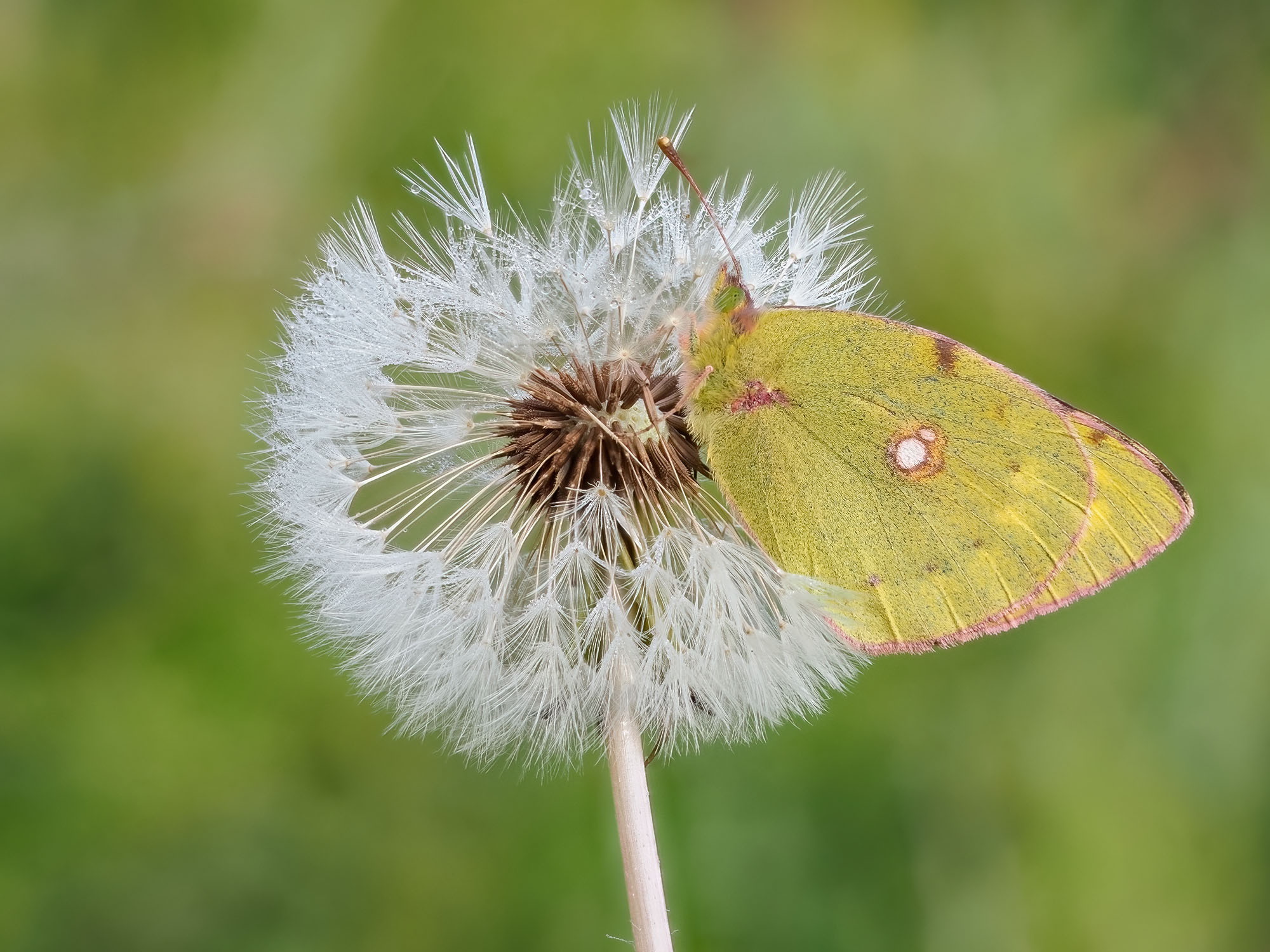 Colias crocea