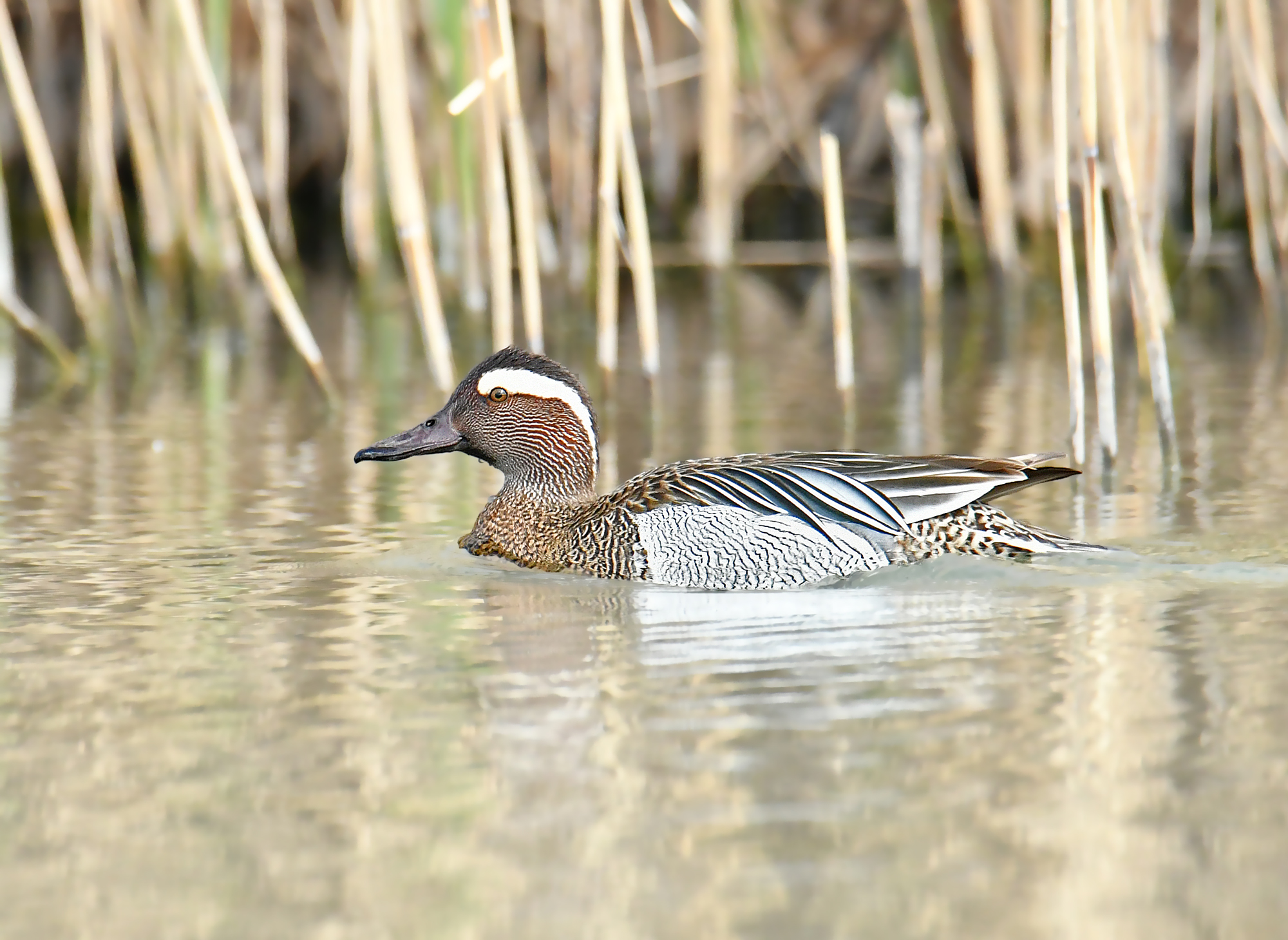 Garganey
