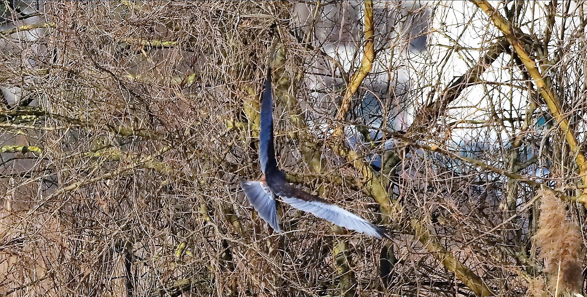 Falco di palude 03-02-2023