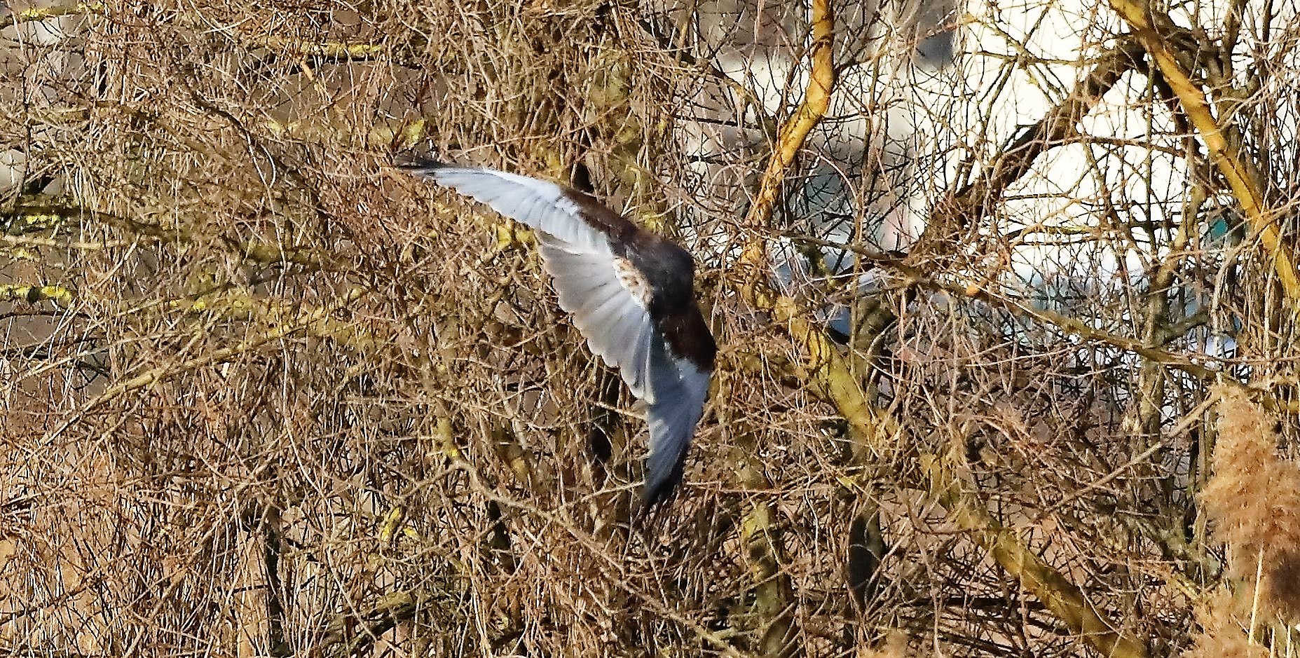 Falco di palude 03-02-2023