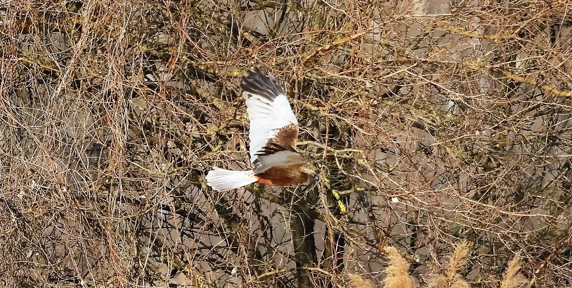 Falco di palude 03-02-2023