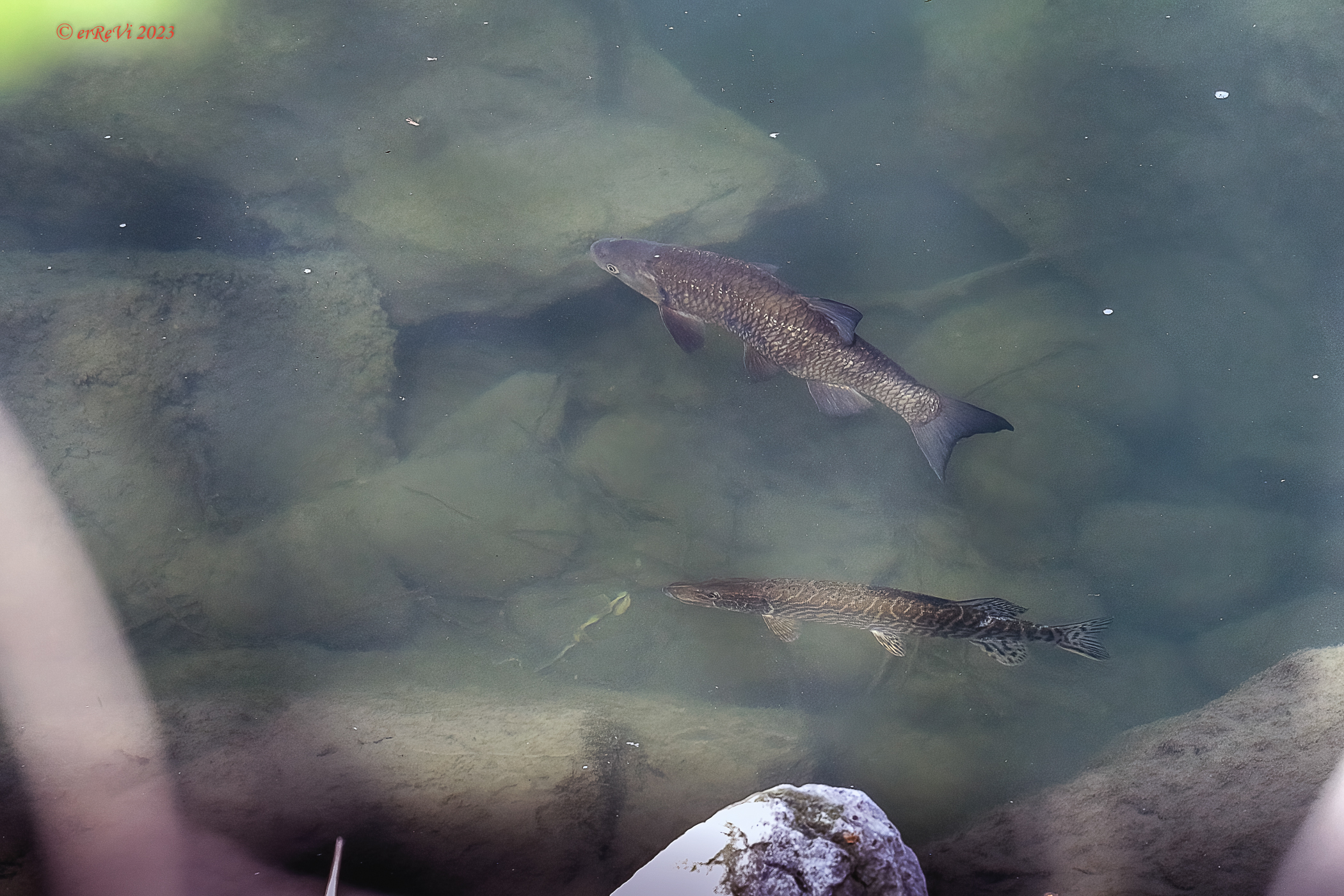 Water companions