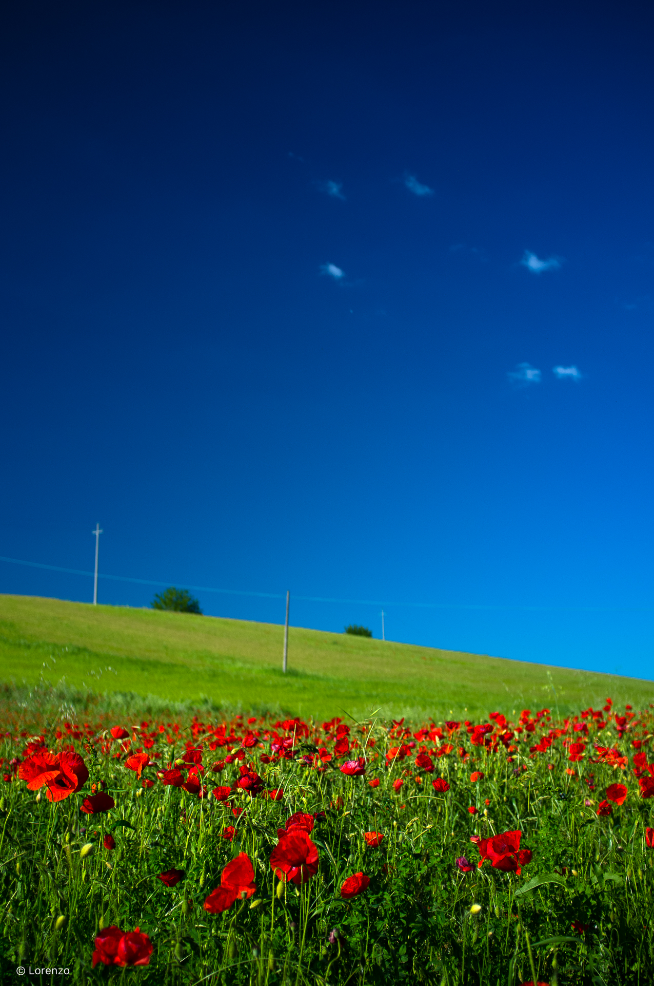 papaveri e blu