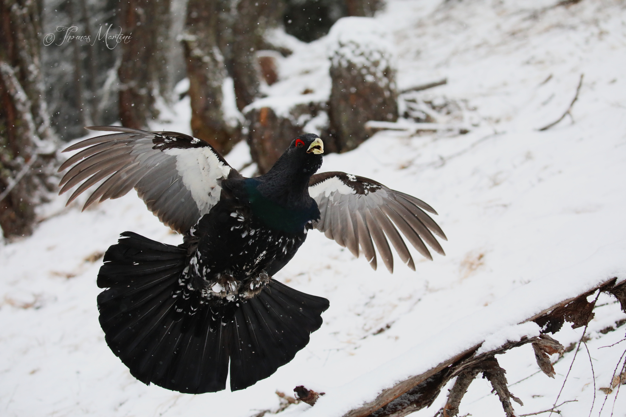 Capercaillie in frontal flight