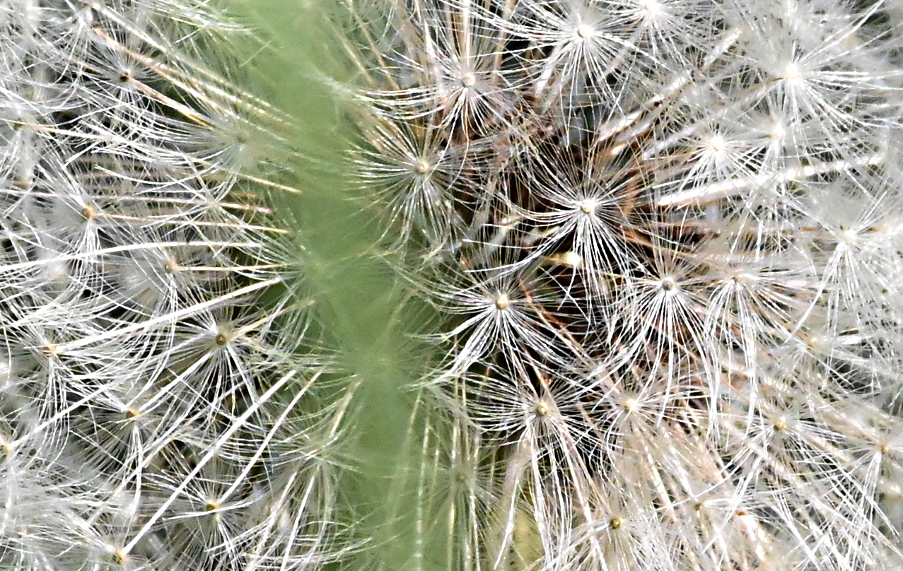 Nel cuore del tarassaco