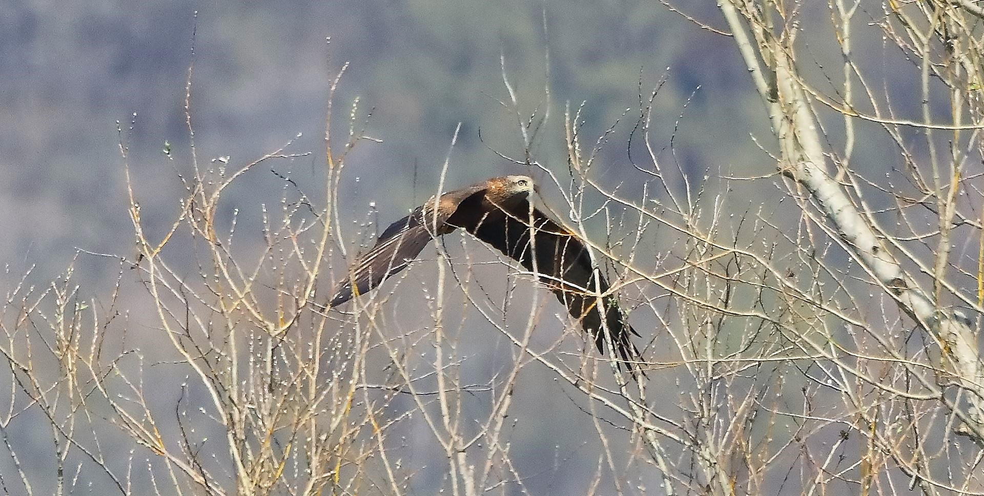 Nibbio bruno 22-03-2023 - 220