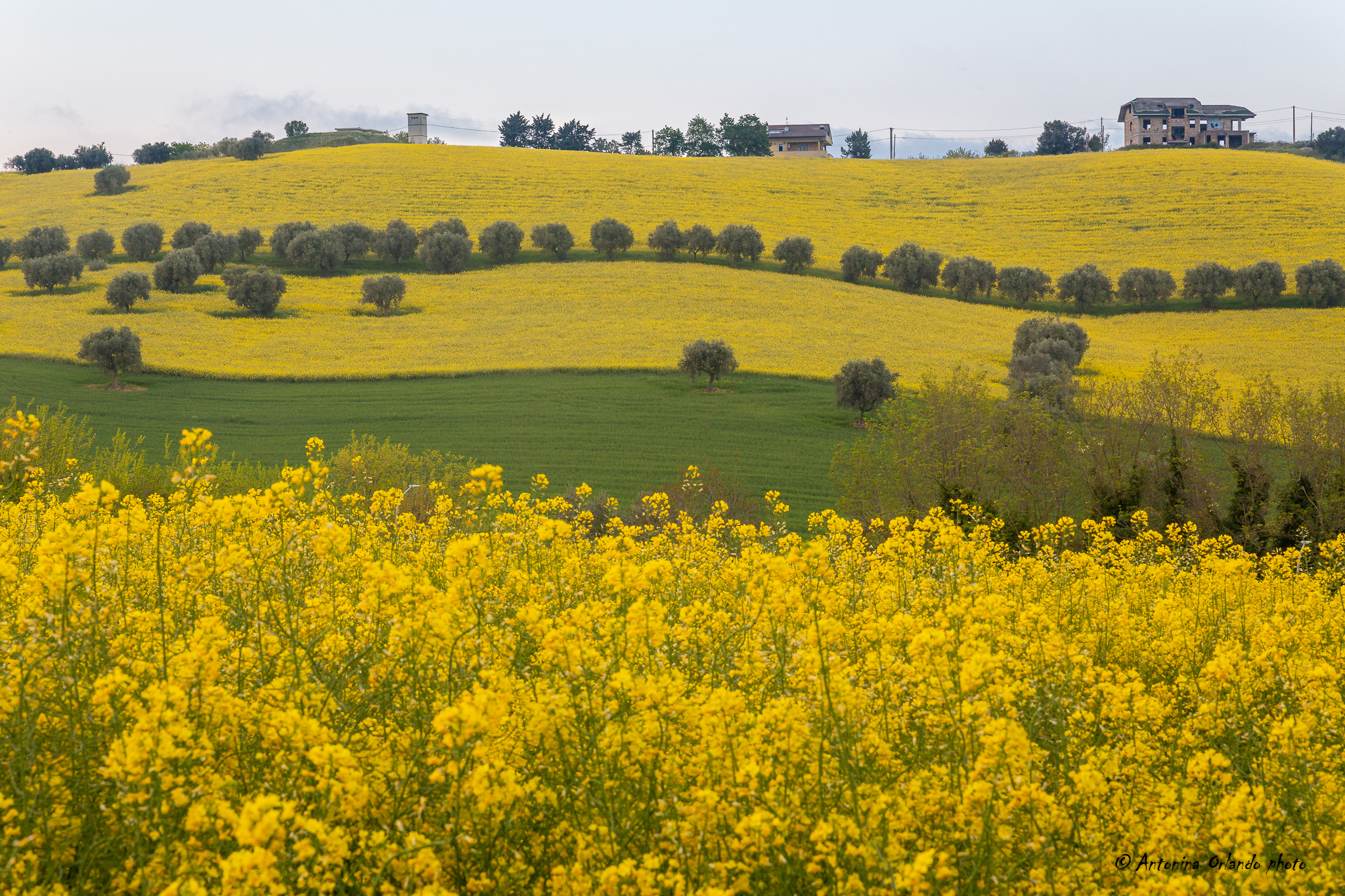 In rapeseed fields