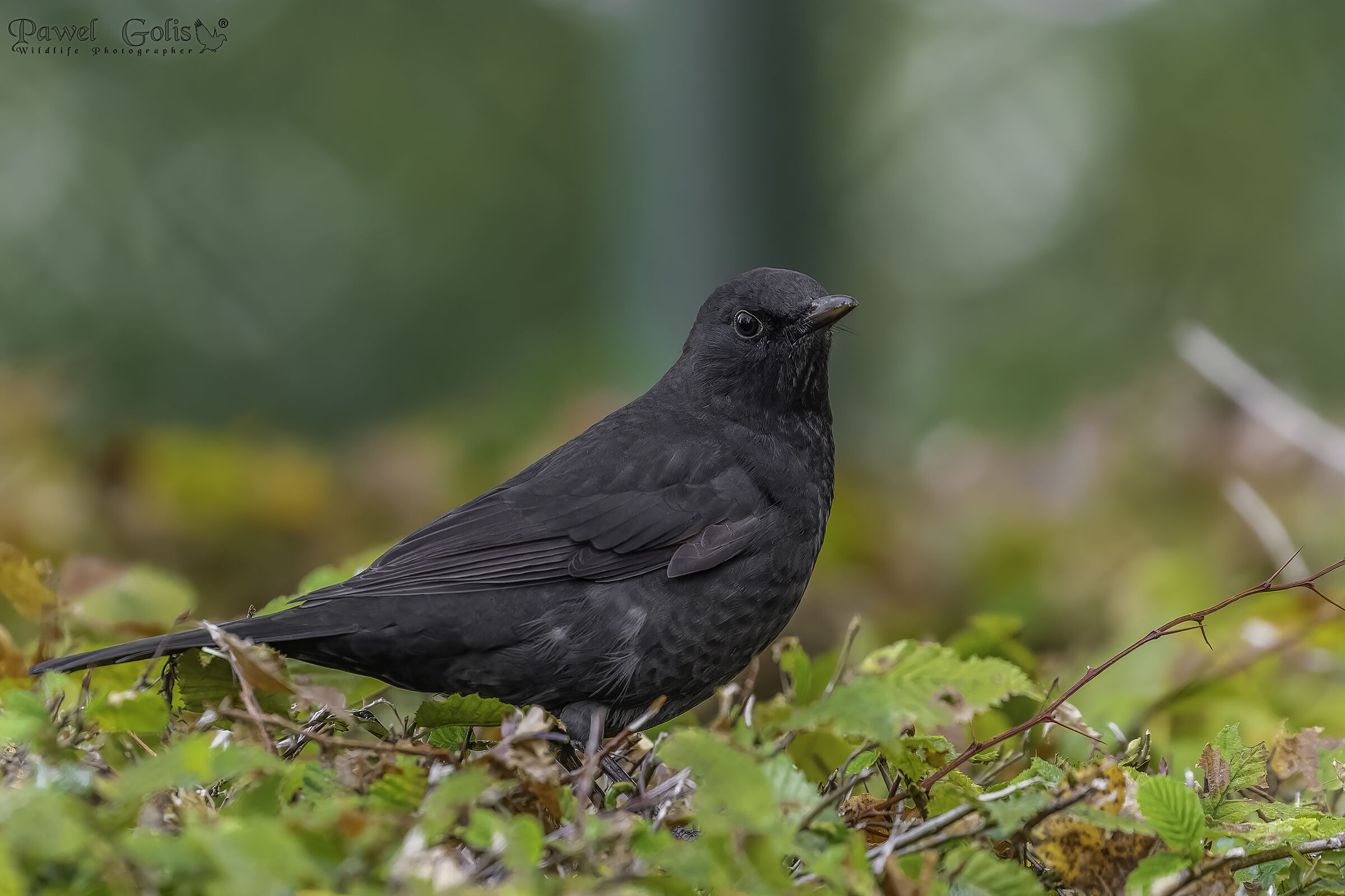 Merlo comune (Turdus merula)