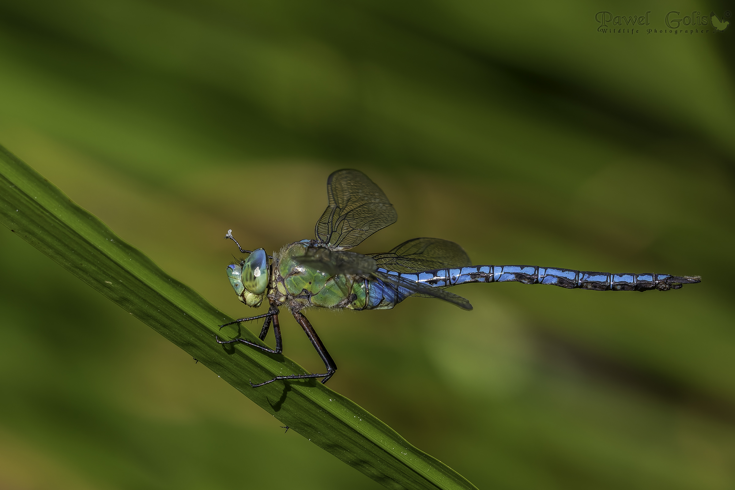 Emperor Dragonfly (Anax imperator)