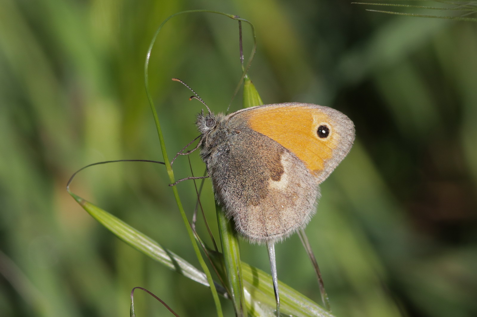 Coenonympha pamphilus