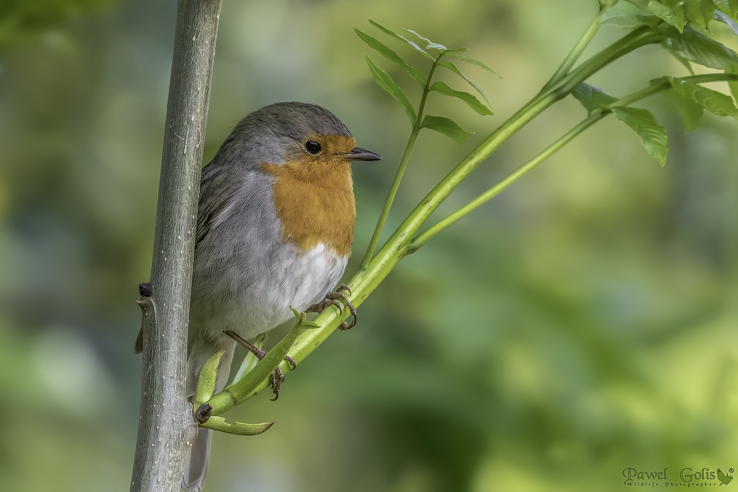 Pettirosso europeo (Erithacus rubecula)