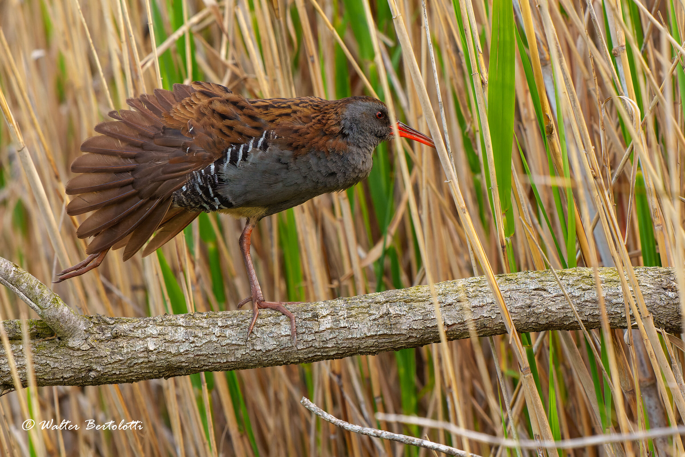 Water rail