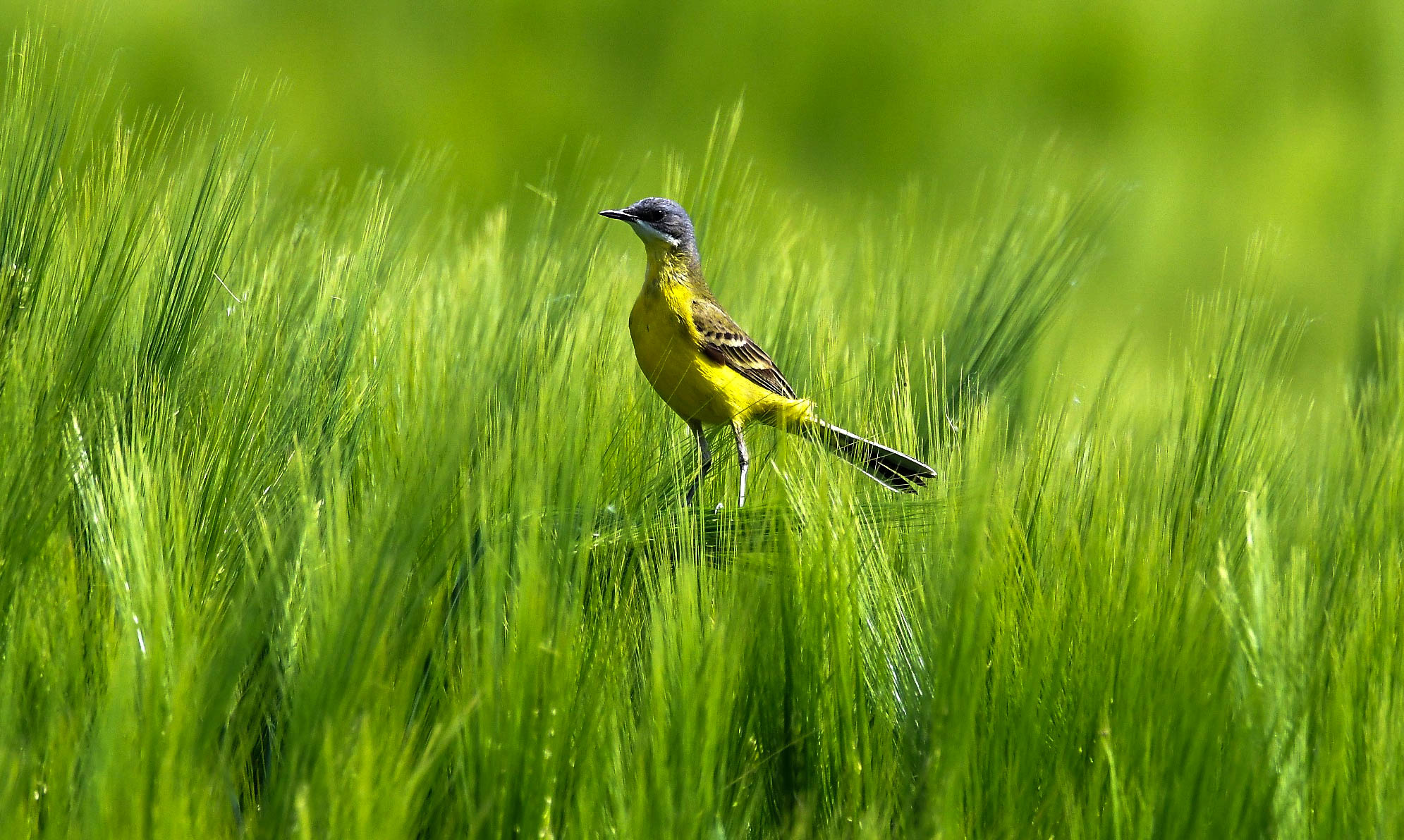 Cuttrettola and wheat