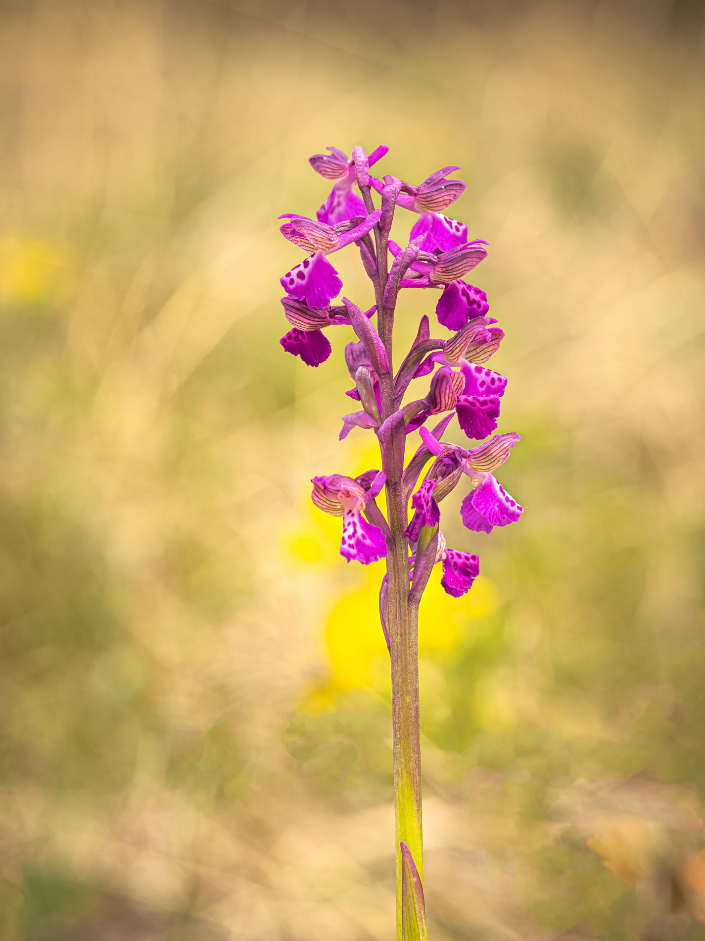 Anacamptis