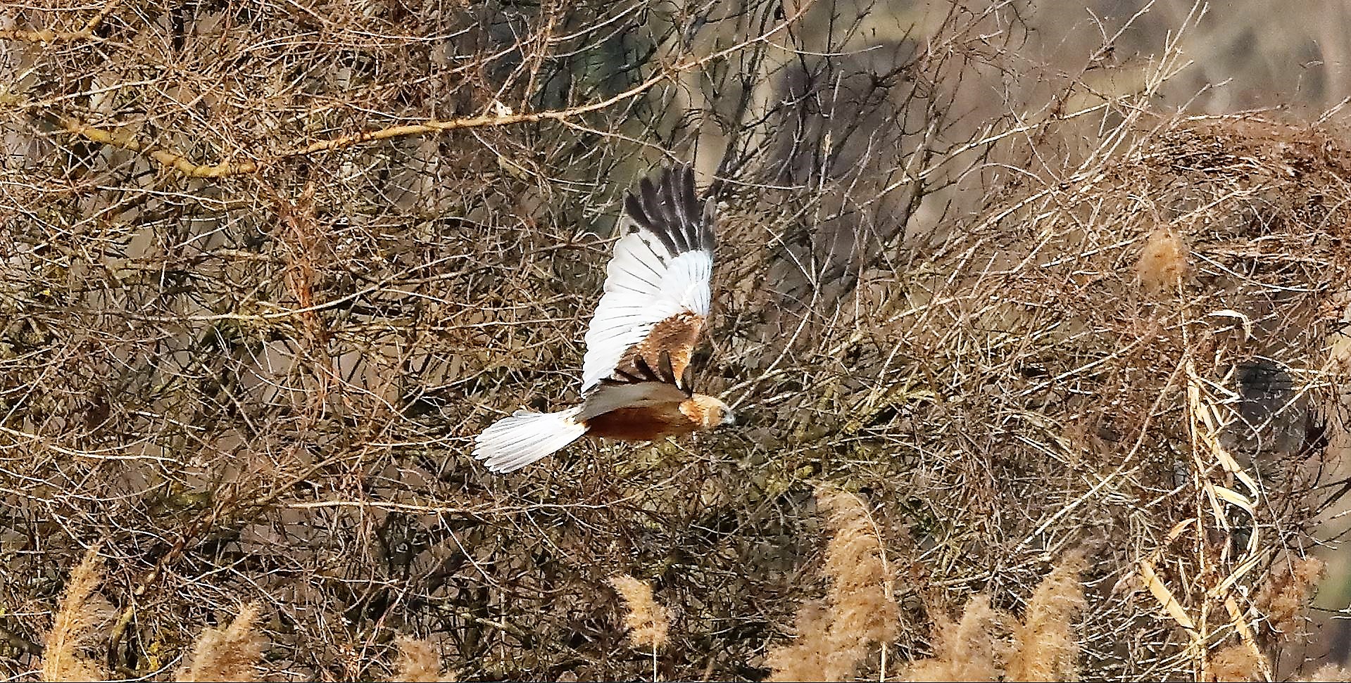 Falco di palude 03-02-2023
