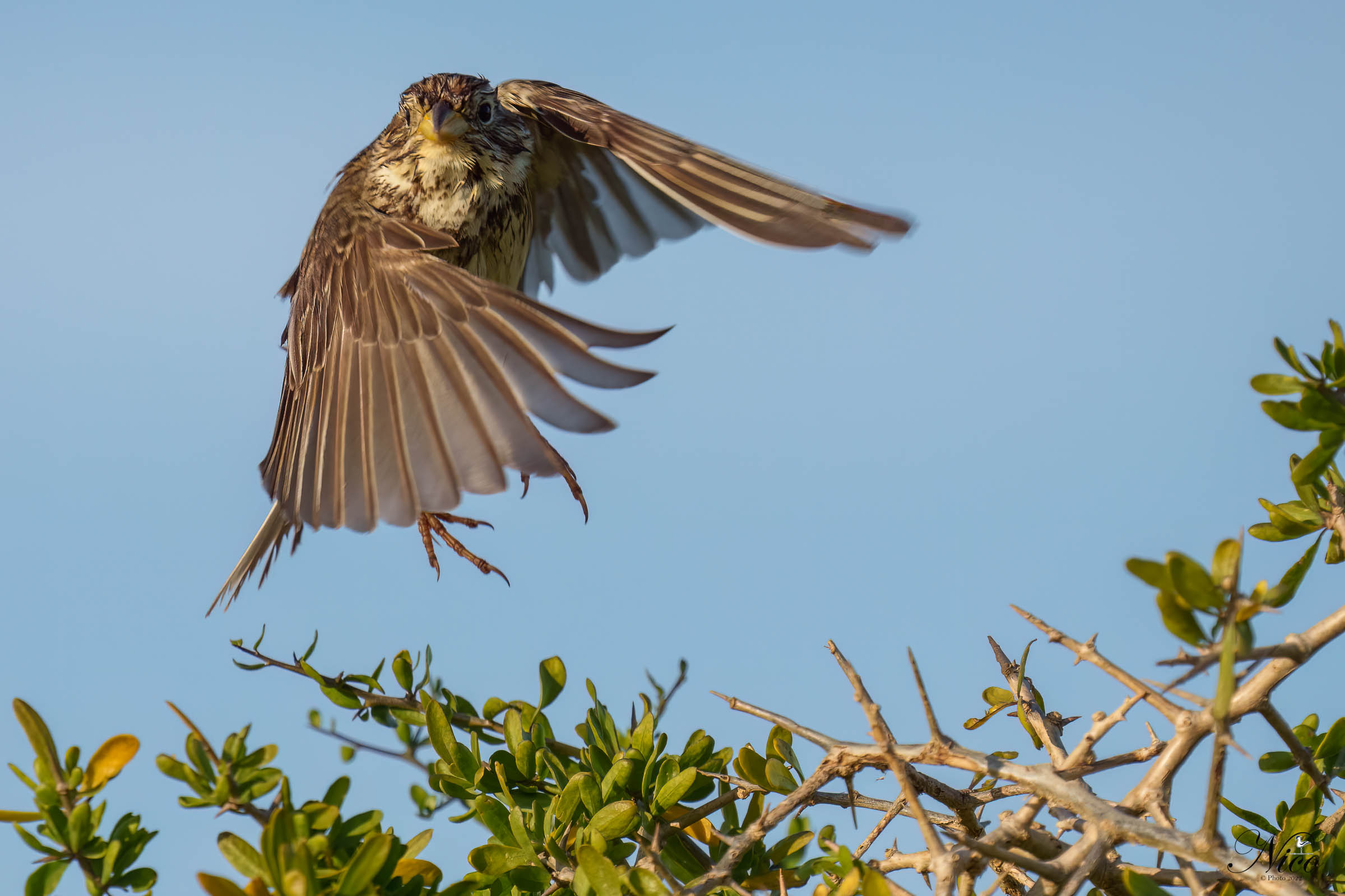 Libero di volare... Un ballerino o uno spadaccino?
