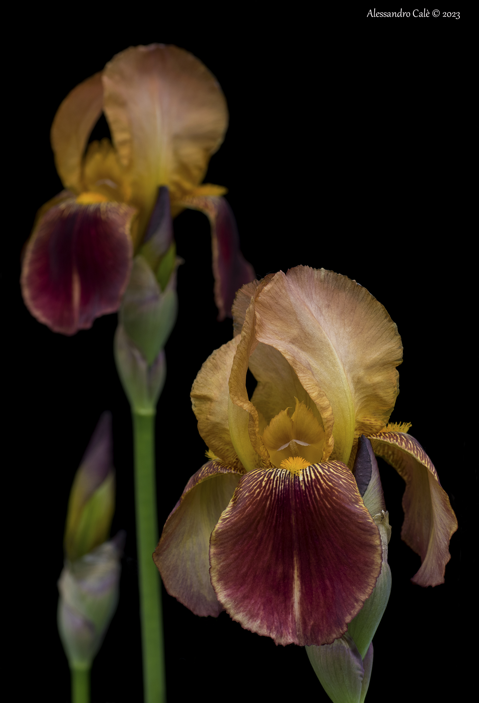 Iris 5637