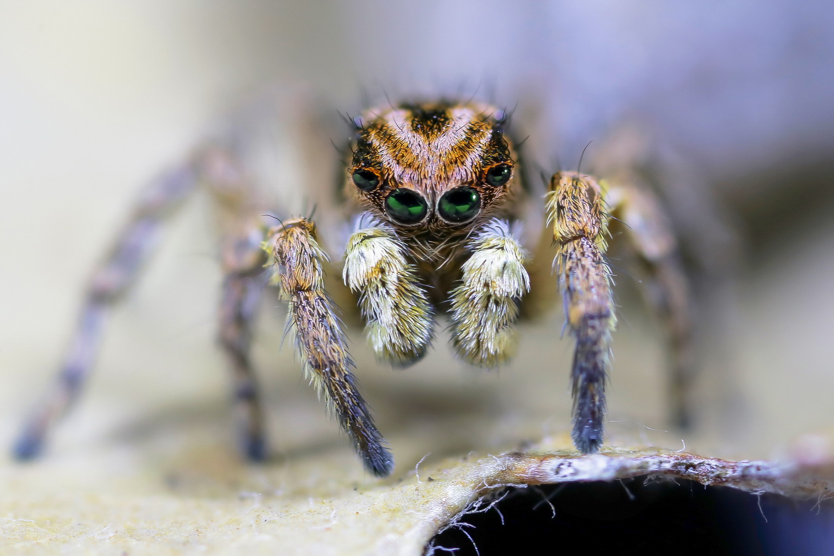 Aelurillus v-insignitus