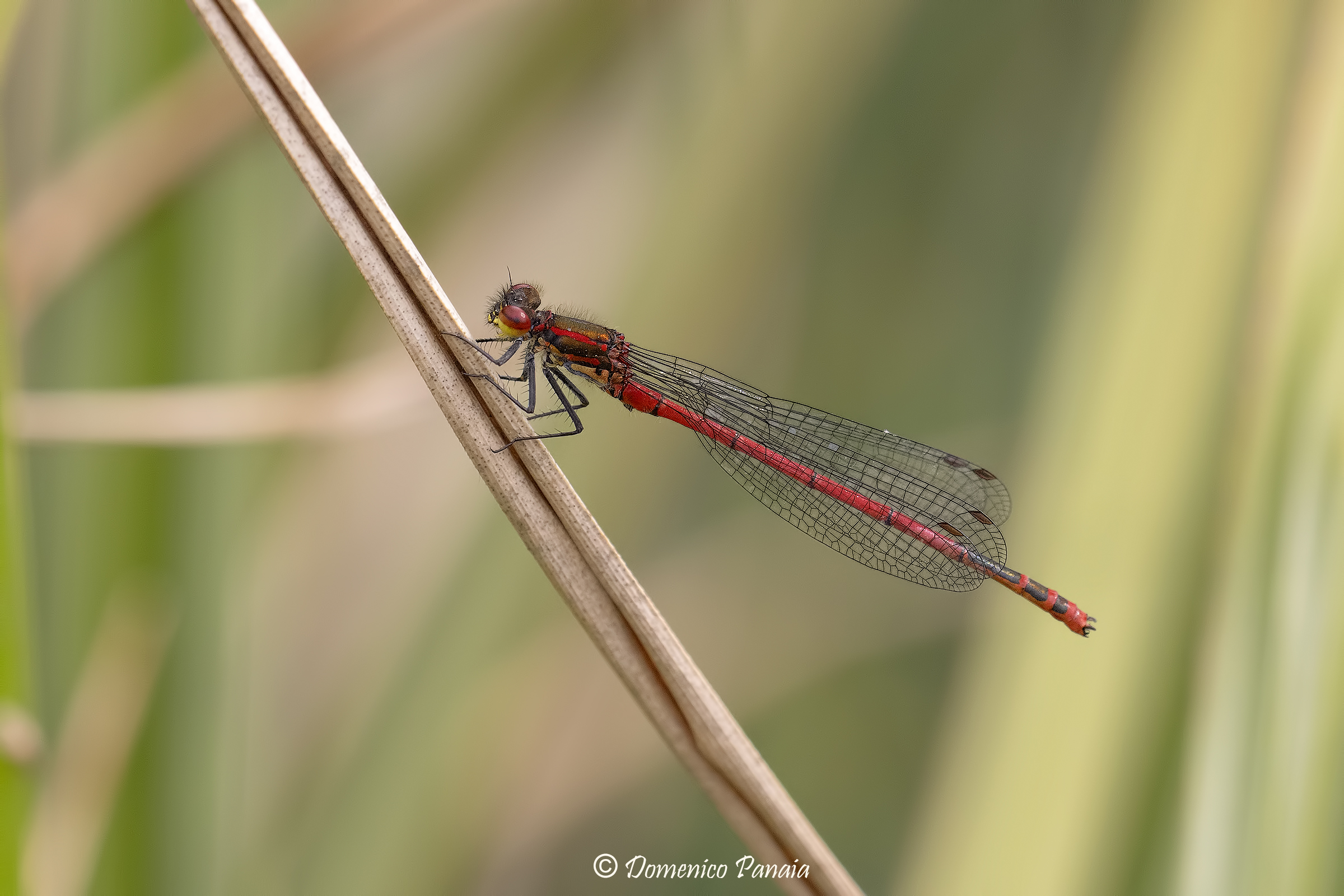 pyrrhosoma nymphula